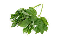 ashitaba