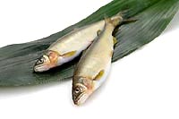 ayu
