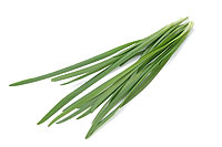chinese-chive