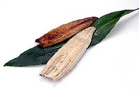 eel