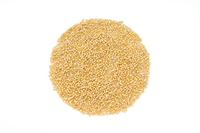 foxtail-millet