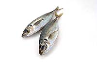 horse-mackerel