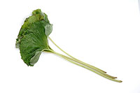 japanese-butterbur