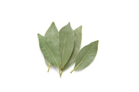 laurel