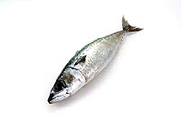 mackerel