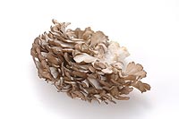 maitake