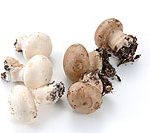 mushroom