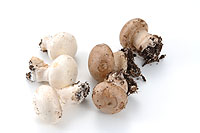 mushroom