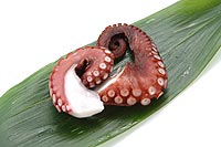 octopus