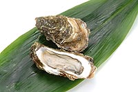 oyster
