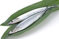 pacific-saury