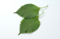 perilla