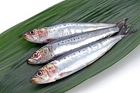 sardine