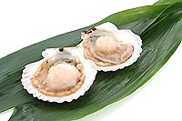 scallop