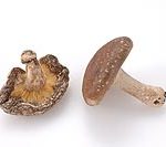 shiitake