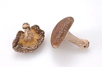shiitake