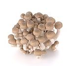 shimeji-mushroom