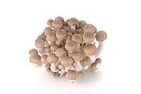 shimeji-mushroom