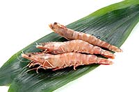 shrimp