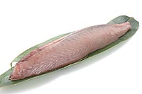 skipjack