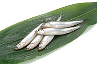 smelt