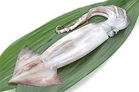 squid