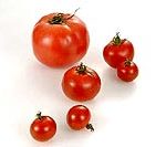 tomato