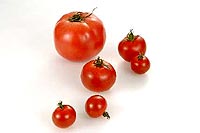 tomato