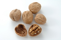 walnut