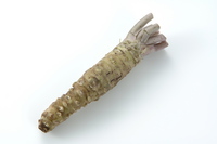 wasabi