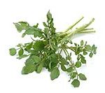 watercress