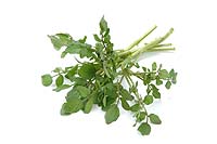 watercress