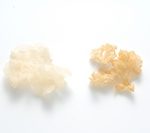 white-fungus