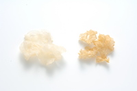 white-fungus