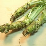わさびの根茎