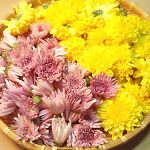 菊