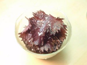 赤じそ寿司